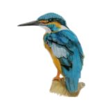 HOW TO DRAW A KINGFISHER