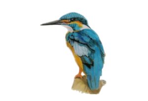 HOW TO DRAW A KINGFISHER